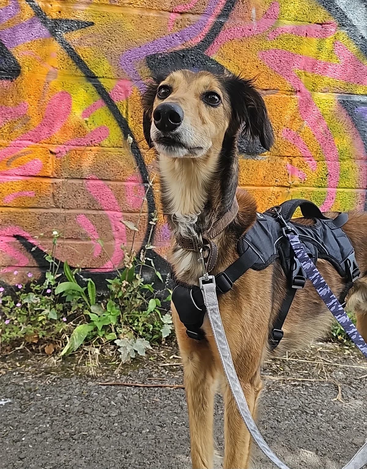 Ziggy, male 5yo Saluki for adoption at Bristol Animal Rescue Centre, Bristol