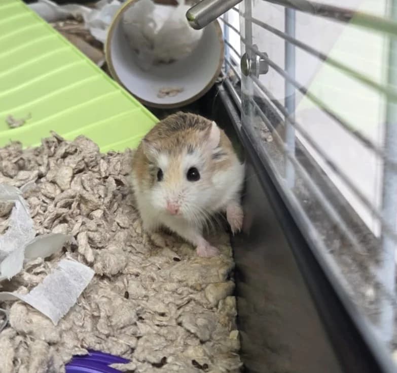 Buttercup, male young Mixed Breed for adoption at Bristol Rabbit Rescue & Friends