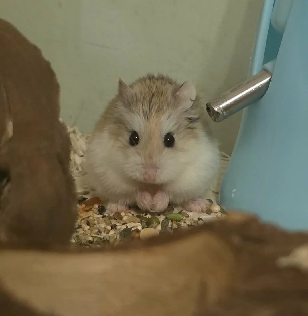 Ralphie, male Mixed Breed for adoption at Bristol Rabbit Rescue & Friends
