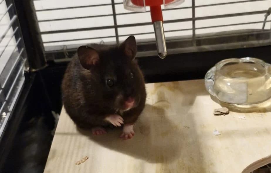 Spooky, female Mixed Breed for adoption at Bristol Rabbit Rescue & Friends