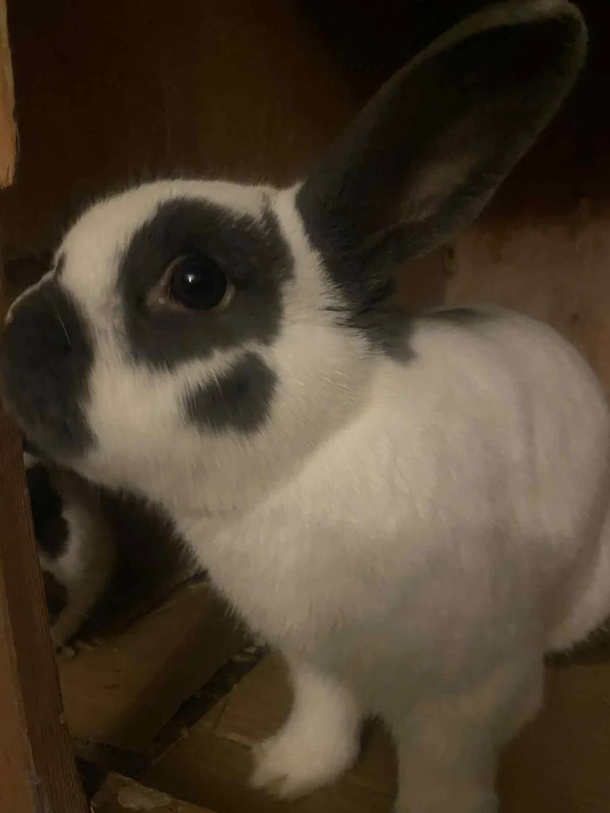 Gandalf and Radagast, male 3yo Mixed Breed for adoption at Bristol Rabbit Rescue & Friends