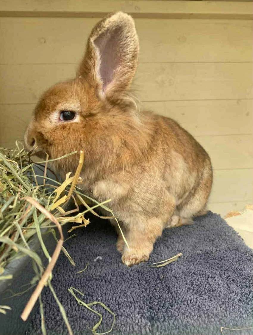 Luna, female Mixed Breed for adoption at Bristol Rabbit Rescue & Friends