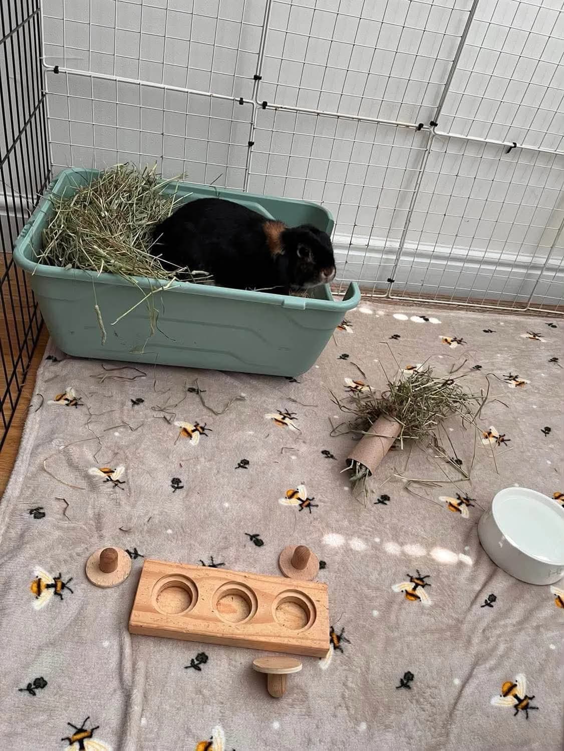 Otto, male Mixed Breed for adoption at Bristol Rabbit Rescue & Friends