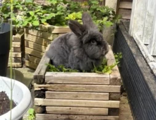 Remi, male Mixed Breed for adoption at Bristol Rabbit Rescue & Friends