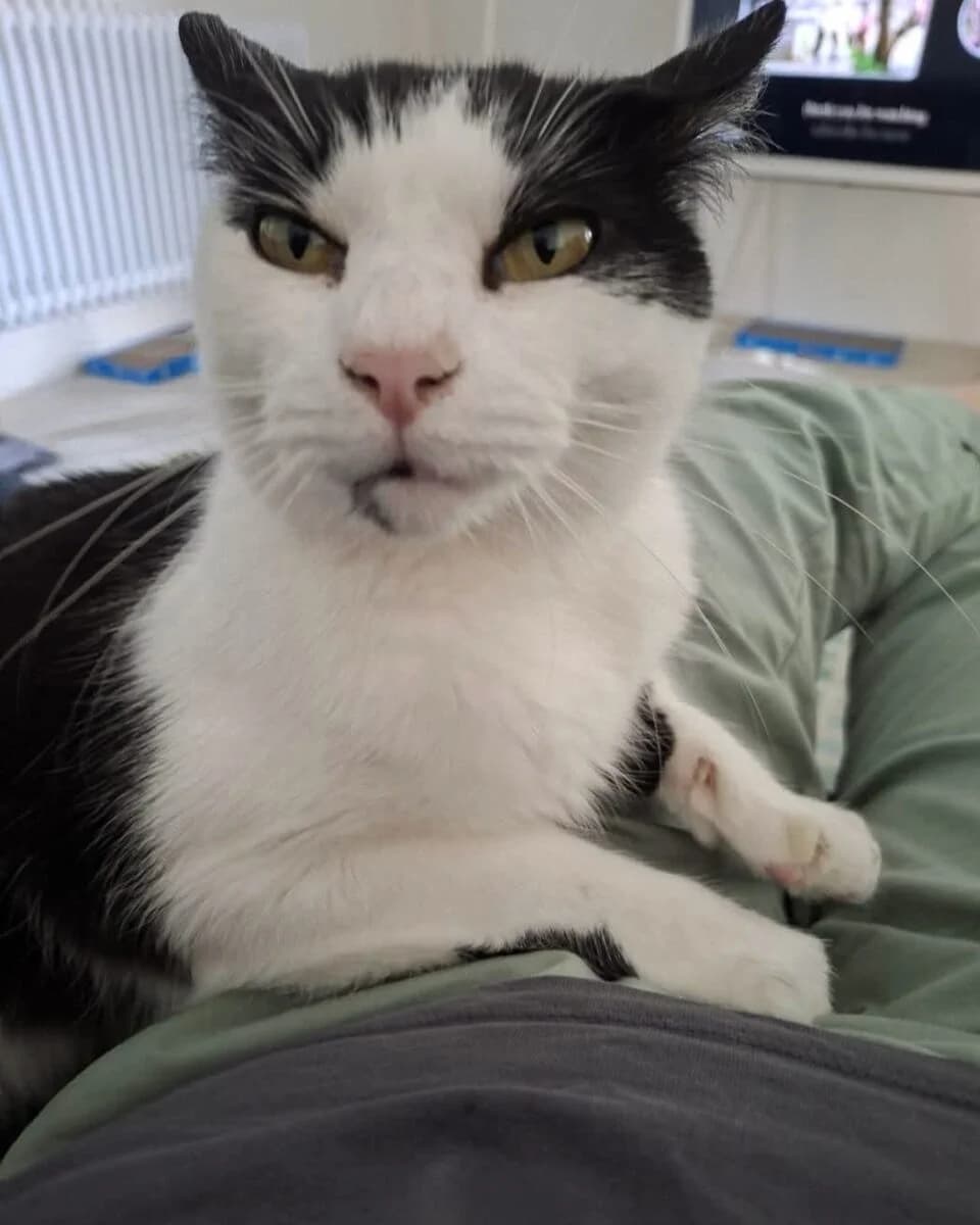 Salty, male senior Mixed Breed for adoption at Bristol and Wales Cat Rescue