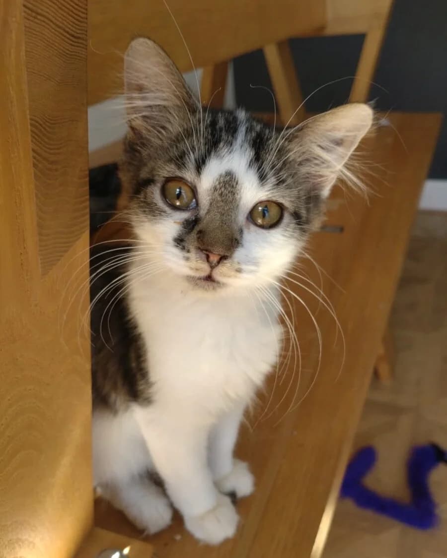 Fabulous Four, female puppy Mixed Breed for adoption at Bristol and Wales Cat Rescue