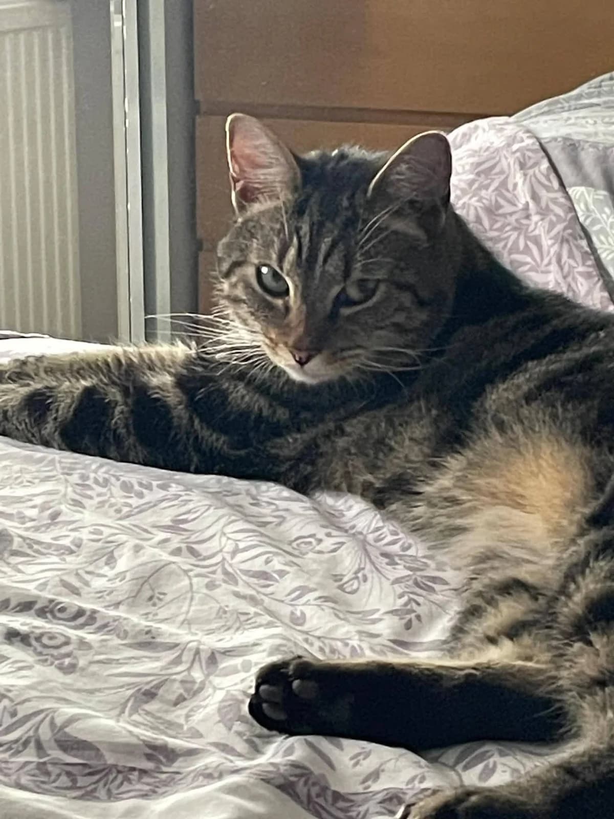 Skitz, male senior Mixed Breed for adoption at Bristol and Wales Cat Rescue