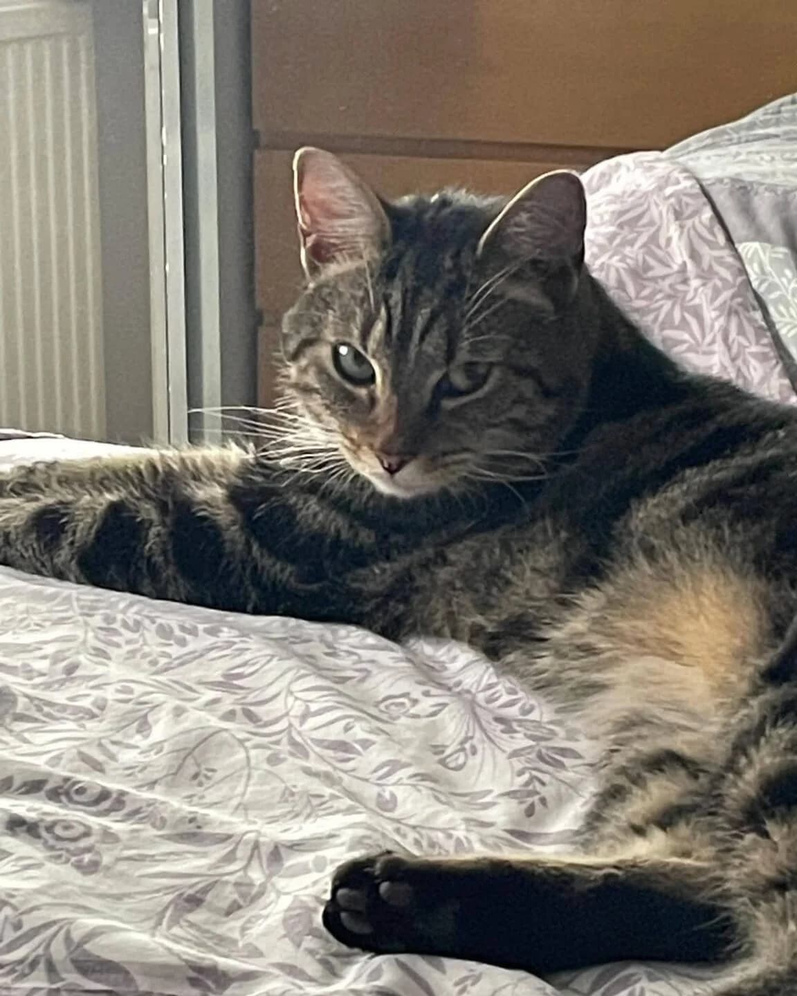 Skitz, male senior Mixed Breed for adoption at Bristol and Wales Cat Rescue