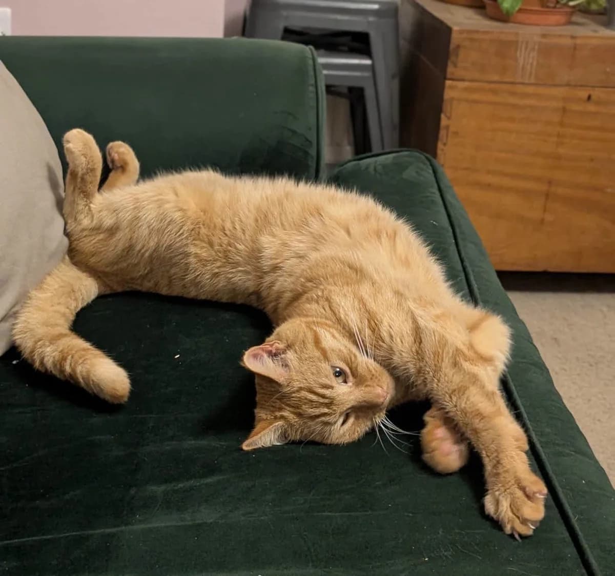 Pumpkin, male senior Mixed Breed for adoption at Bristol and Wales Cat Rescue