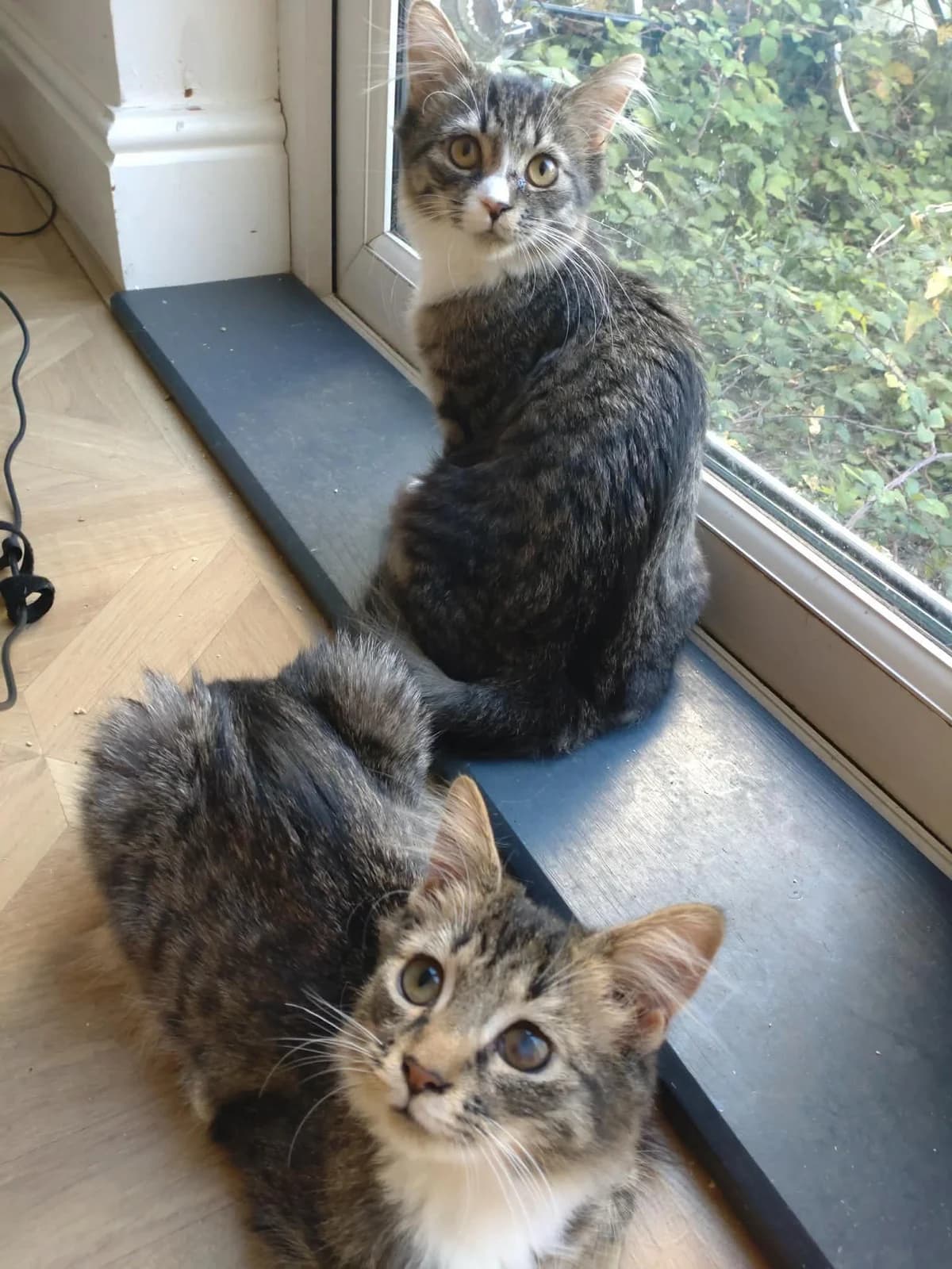 Left eye and Moana, female Mixed Breed for adoption at Bristol and Wales Cat Rescue