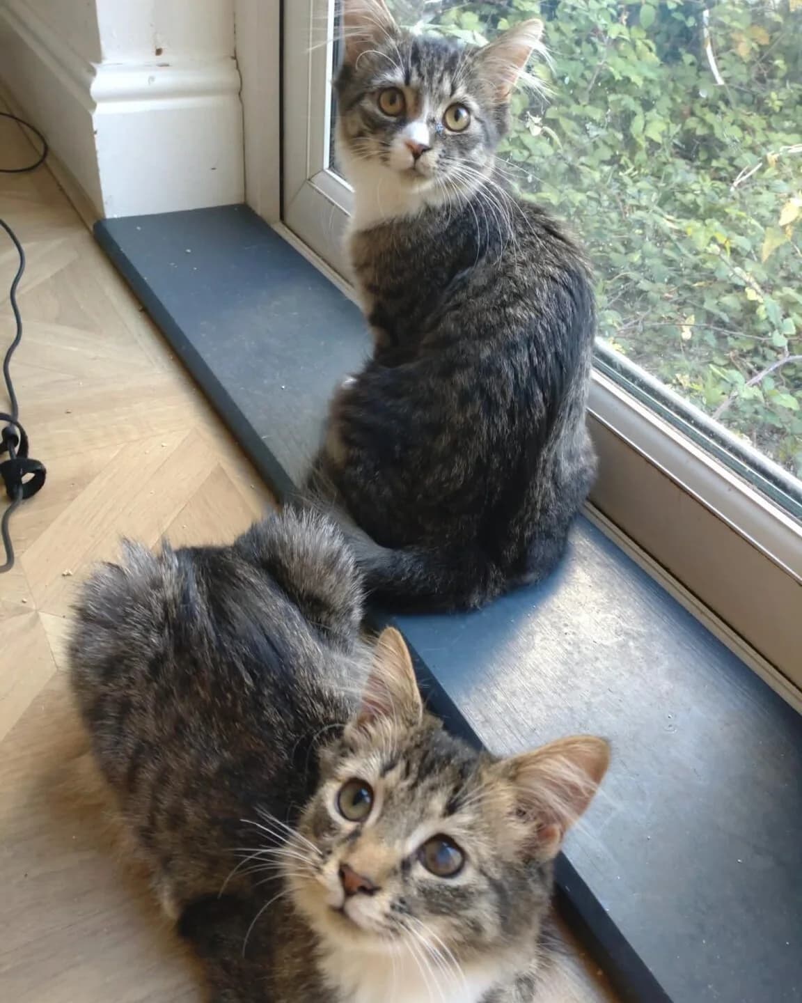 Left eye and Moana, female Mixed Breed for adoption at Bristol and Wales Cat Rescue