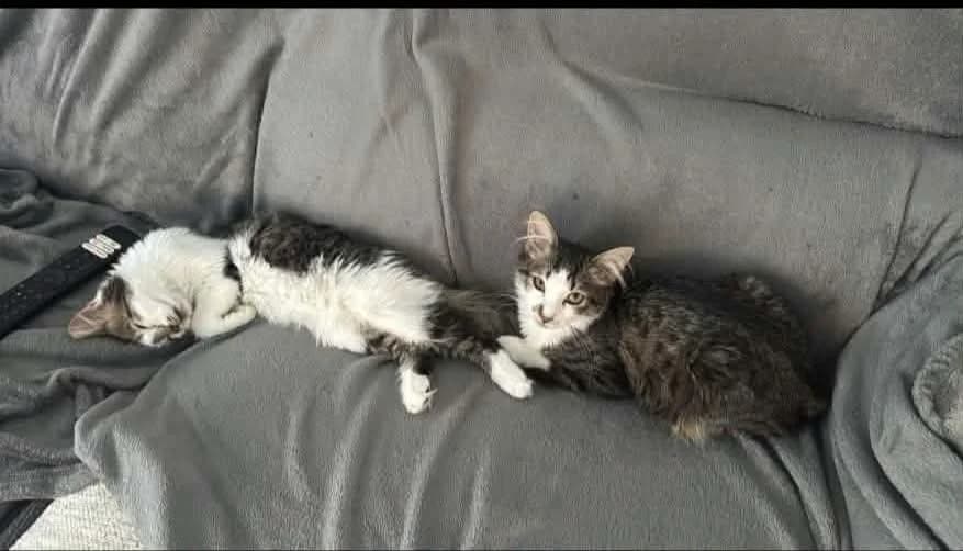 Clint and Dandini, male Mixed Breed for adoption at Bristol and Wales Cat Rescue
