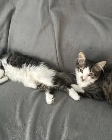 Clint and Dandini, male Mixed Breed for adoption at Bristol and Wales Cat Rescue