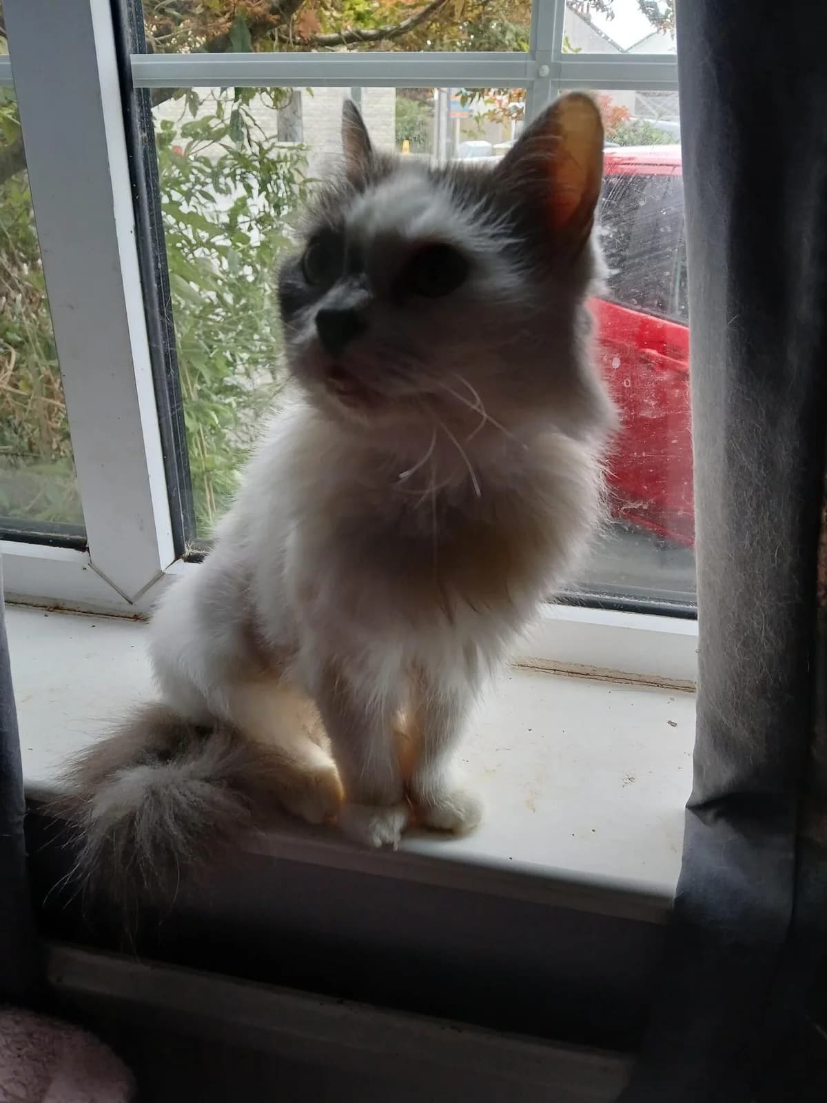 Belle, female senior Mixed Breed for adoption at Bristol and Wales Cat Rescue