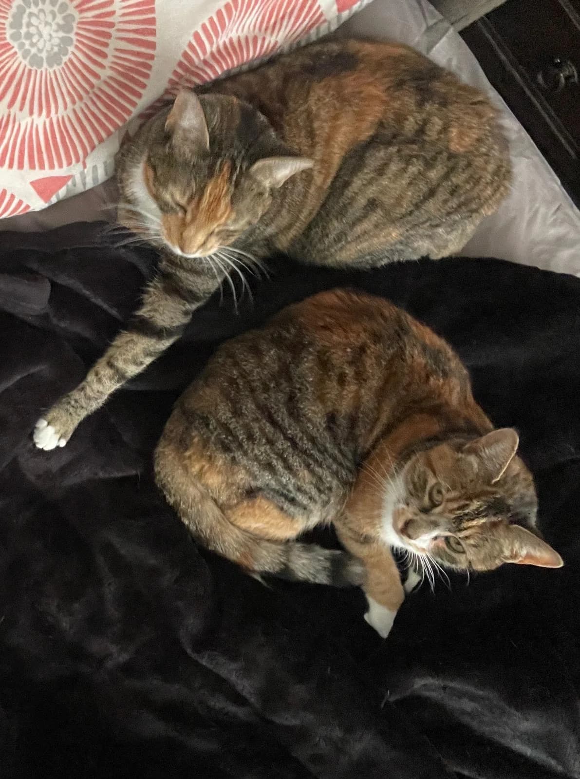 Beryl and Mavis, female 6yo Mixed Breed for adoption at Bristol and Wales Cat Rescue