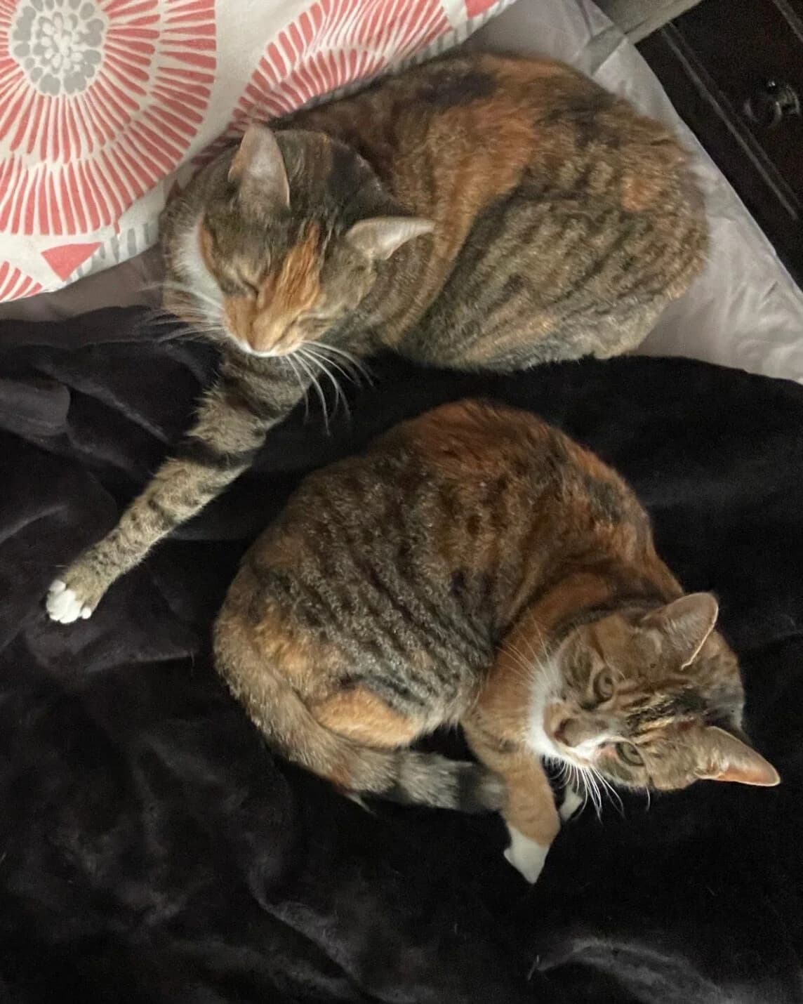 Beryl and Mavis, female 6yo Mixed Breed for adoption at Bristol and Wales Cat Rescue