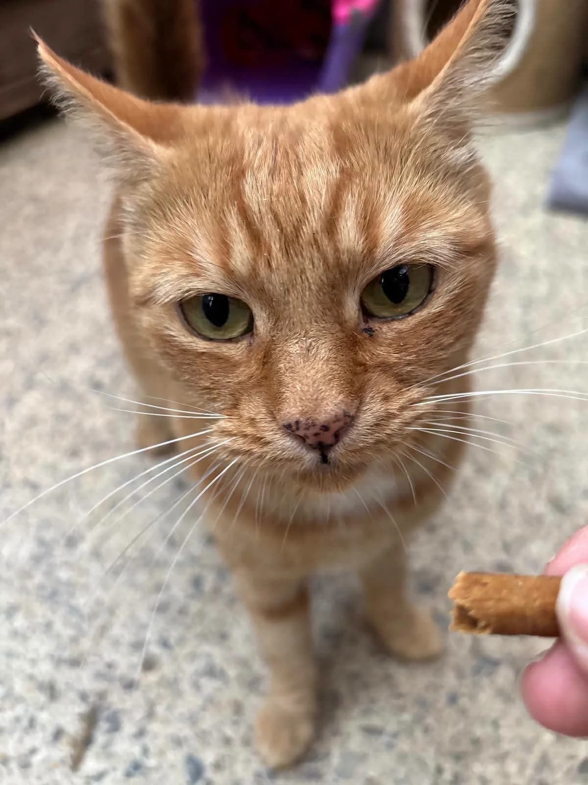 Meg, female 6yo Mixed Breed for adoption at Bristol and Wales Cat Rescue
