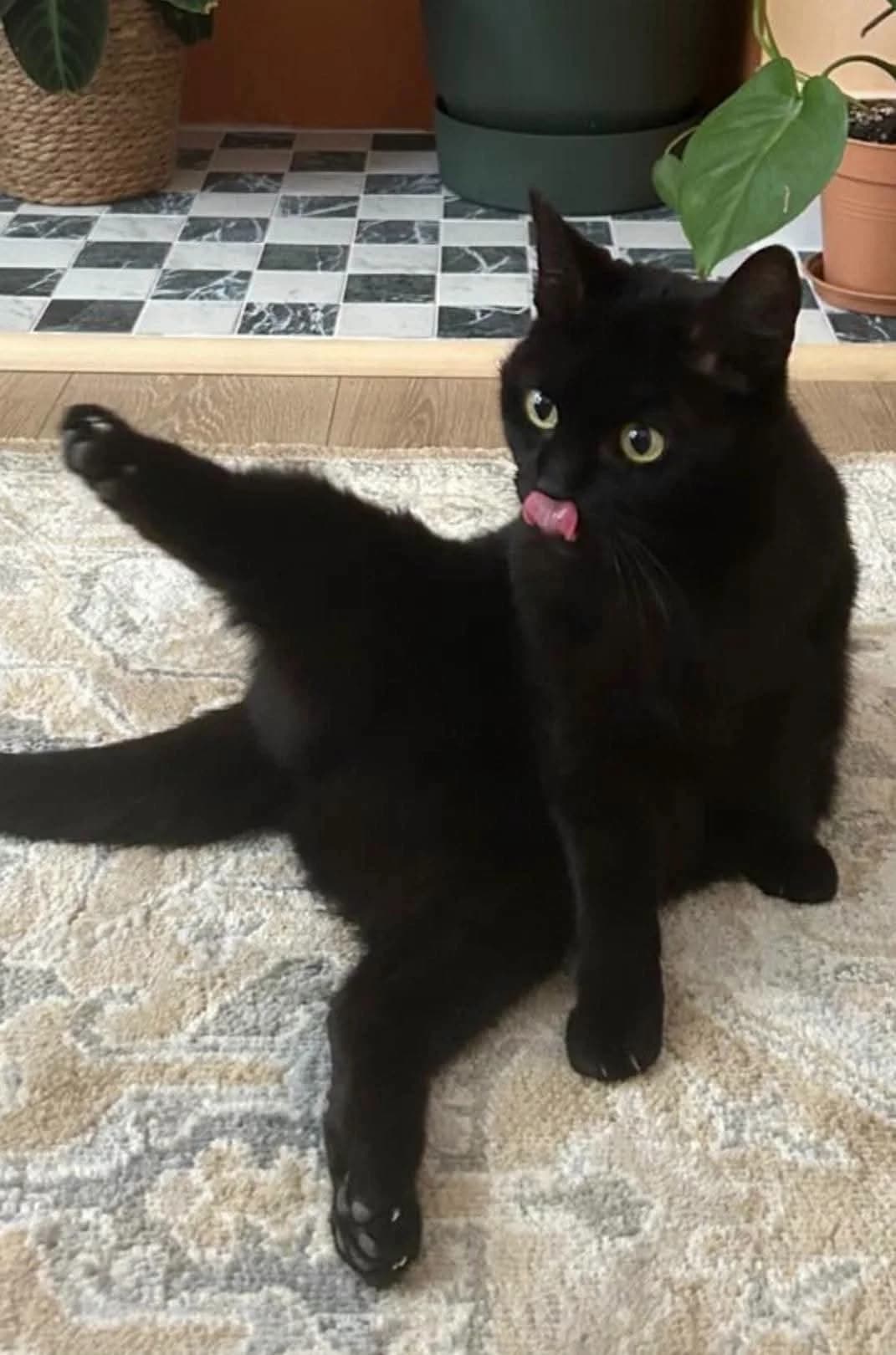 Miss Marley, female senior Mixed Breed for adoption at Bristol and Wales Cat Rescue