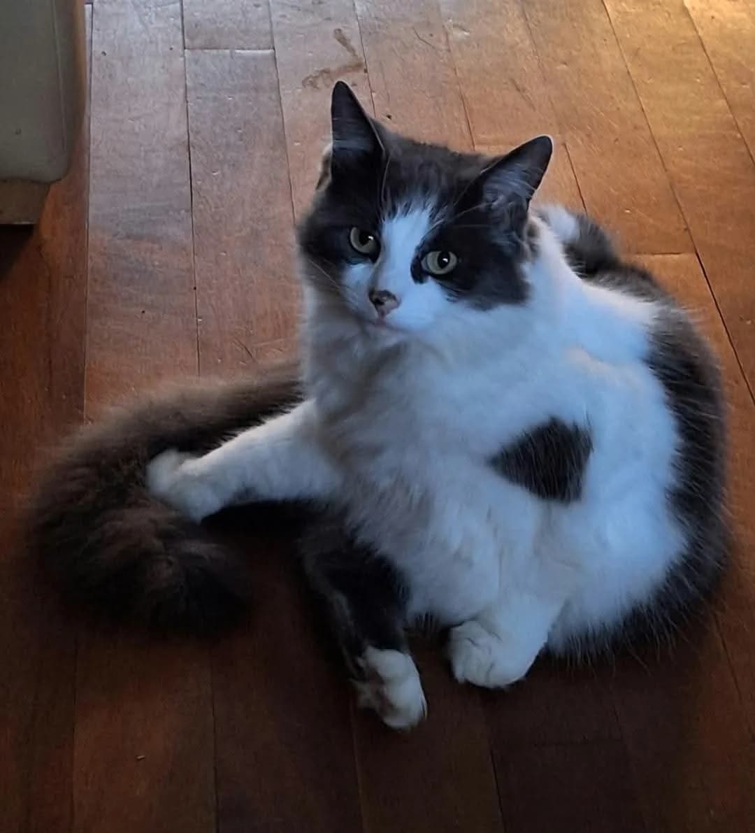 Duchess, female senior Mixed Breed for adoption at Bristol and Wales Cat Rescue