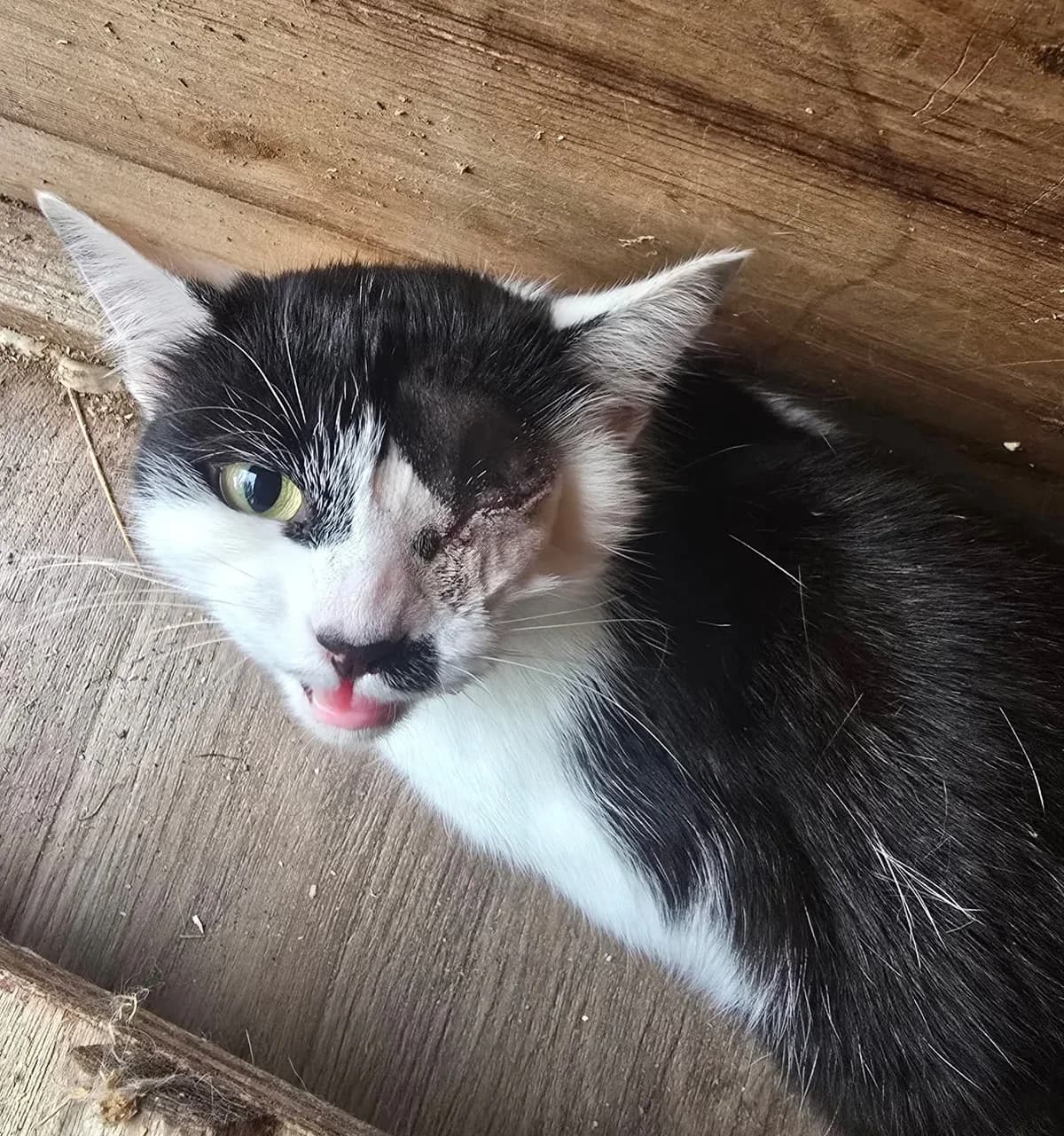 Sparkle, female young Mixed Breed for adoption at Bristol and Wales Cat Rescue