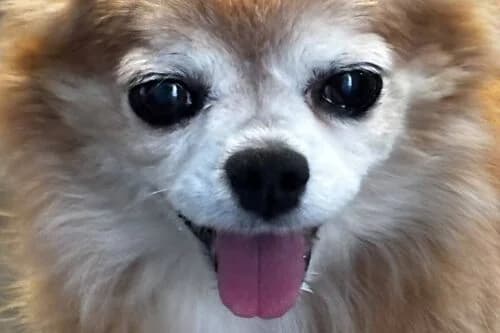 Bambi, female senior Mixed Breed for adoption at British Chihuahua Club Rescue Association