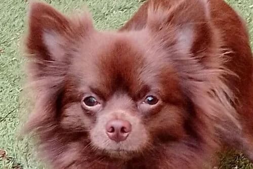 Hugo, male young Mixed Breed for adoption at British Chihuahua Club Rescue Association