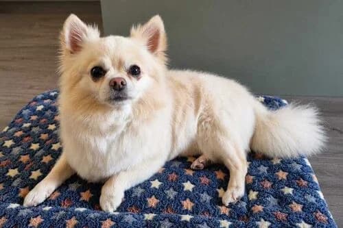 Chunky, male senior Mixed Breed for adoption at British Chihuahua Club Rescue Association