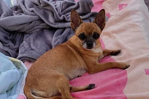 Skye, female senior Mixed Breed for adoption at British Chihuahua Club Rescue Association
