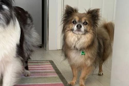 Foxy, male senior Mixed Breed for adoption at British Chihuahua Club Rescue Association