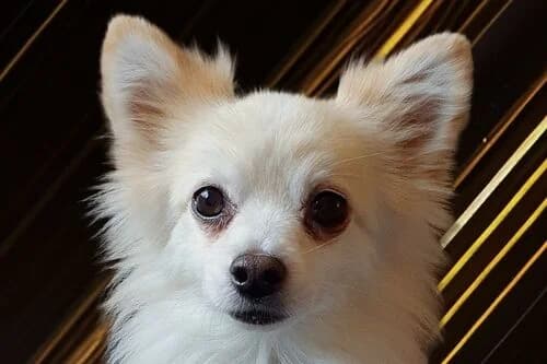 Milo, male senior Mixed Breed for adoption at British Chihuahua Club Rescue Association