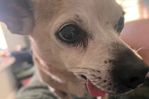 Marley, male senior Mixed Breed for adoption at British Chihuahua Club Rescue Association