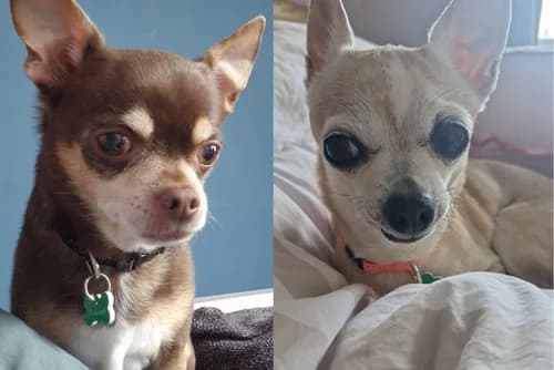 Luna and Rocco, senior Mixed Breed for adoption at British Chihuahua Club Rescue Association