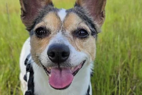Doris, female 6yo Mixed Breed for adoption at British Chihuahua Club Rescue Association