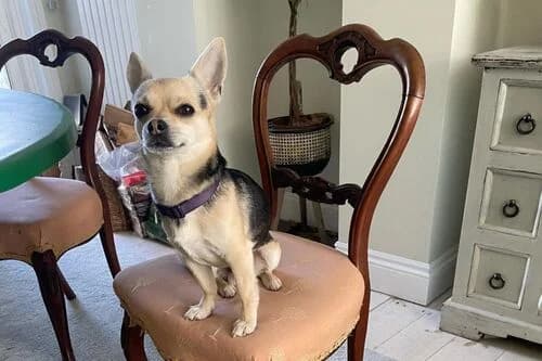 Chase, male 3yo Mixed Breed for adoption at British Chihuahua Club Rescue Association
