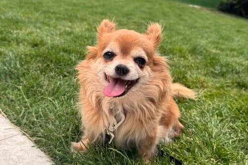 Tallulah, female senior Mixed Breed for adoption at British Chihuahua Club Rescue Association