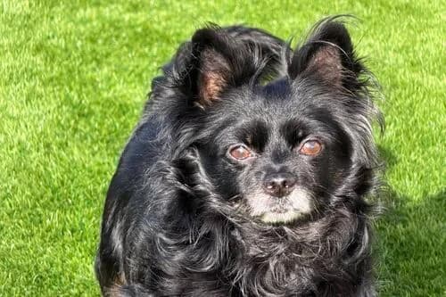 Bobby, male senior Mixed Breed for adoption at British Chihuahua Club Rescue Association