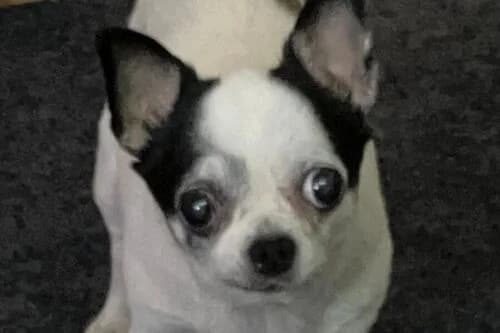 Tilly, female senior Mixed Breed for adoption at British Chihuahua Club Rescue Association