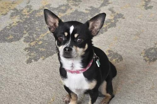 Kira, female young Mixed Breed for adoption at British Chihuahua Club Rescue Association