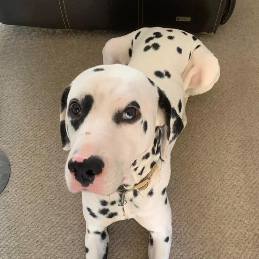Arlo, 4yo Dalmatian for adoption at British Dalmatian Welfare, Studley