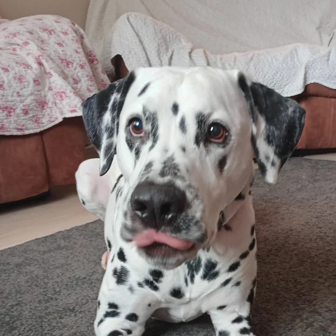 Buddy (2), Black spotted male 6yo Dalmatian for adoption at British Dalmatian Welfare, Studley