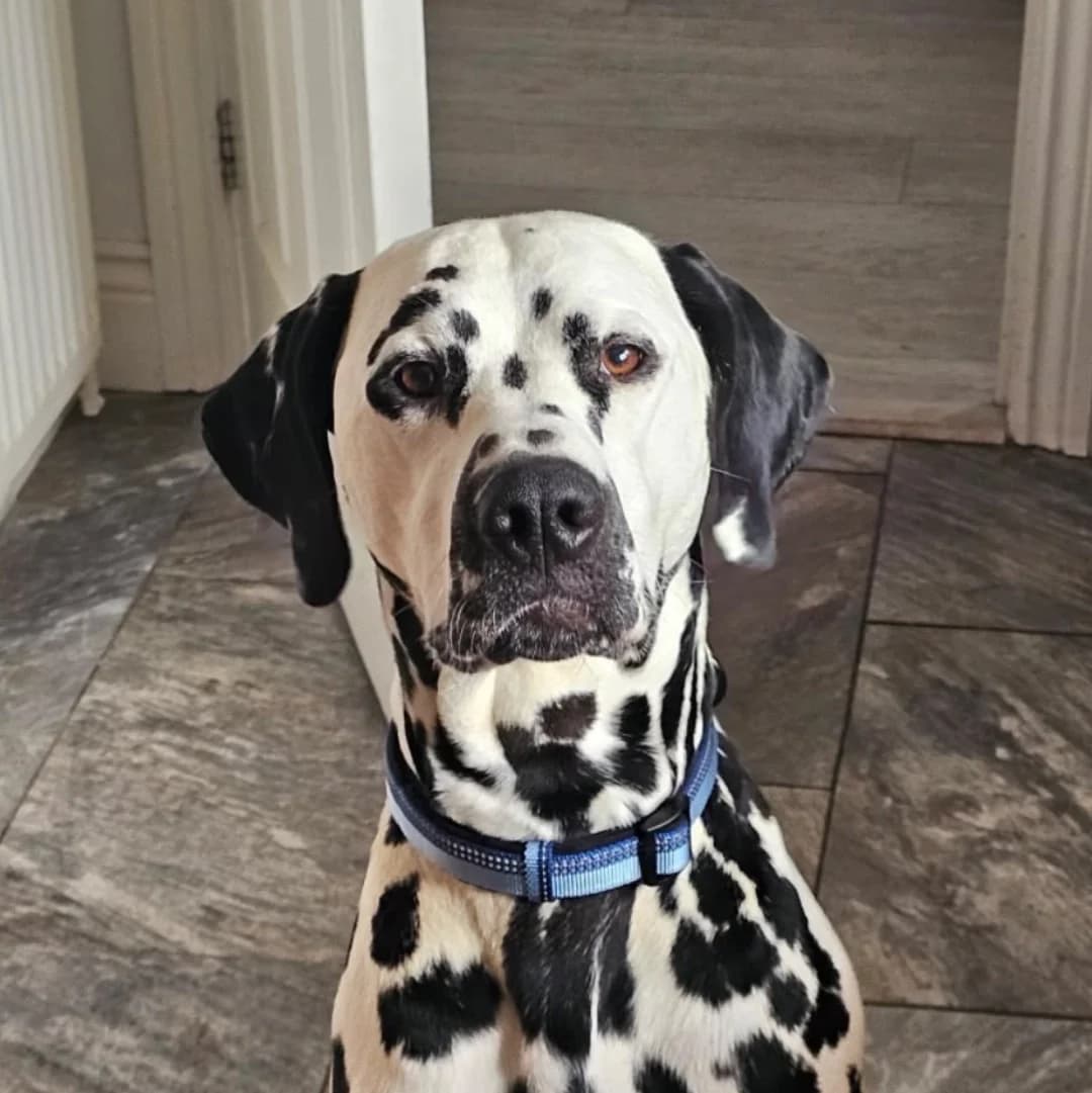 Carlton, 4yo Dalmatian for adoption at British Dalmatian Welfare, Studley