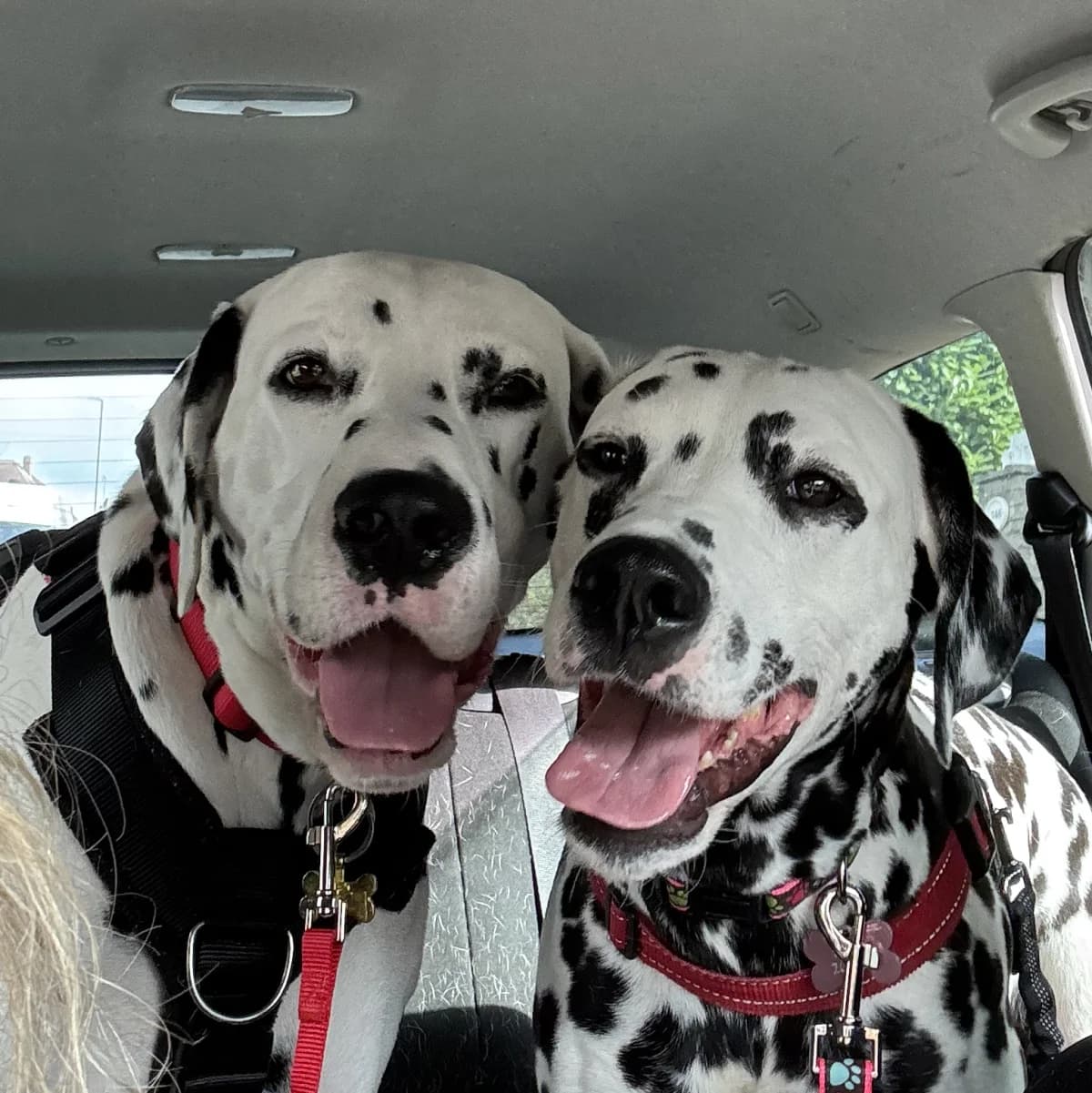 Daisy & Marshall, 5yo Dalmatian for adoption at British Dalmatian Welfare, Studley