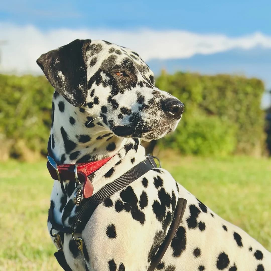 Dice, 6yo Dalmatian for adoption at British Dalmatian Welfare, Studley