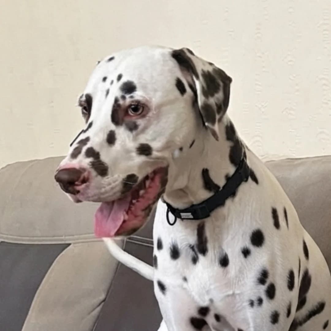 Digzy, young Dalmatian for adoption at British Dalmatian Welfare, Studley