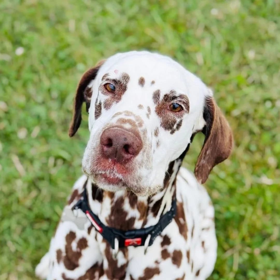 Dougie, Liver spotted male senior Dalmatian for adoption at British Dalmatian Welfare, Studley