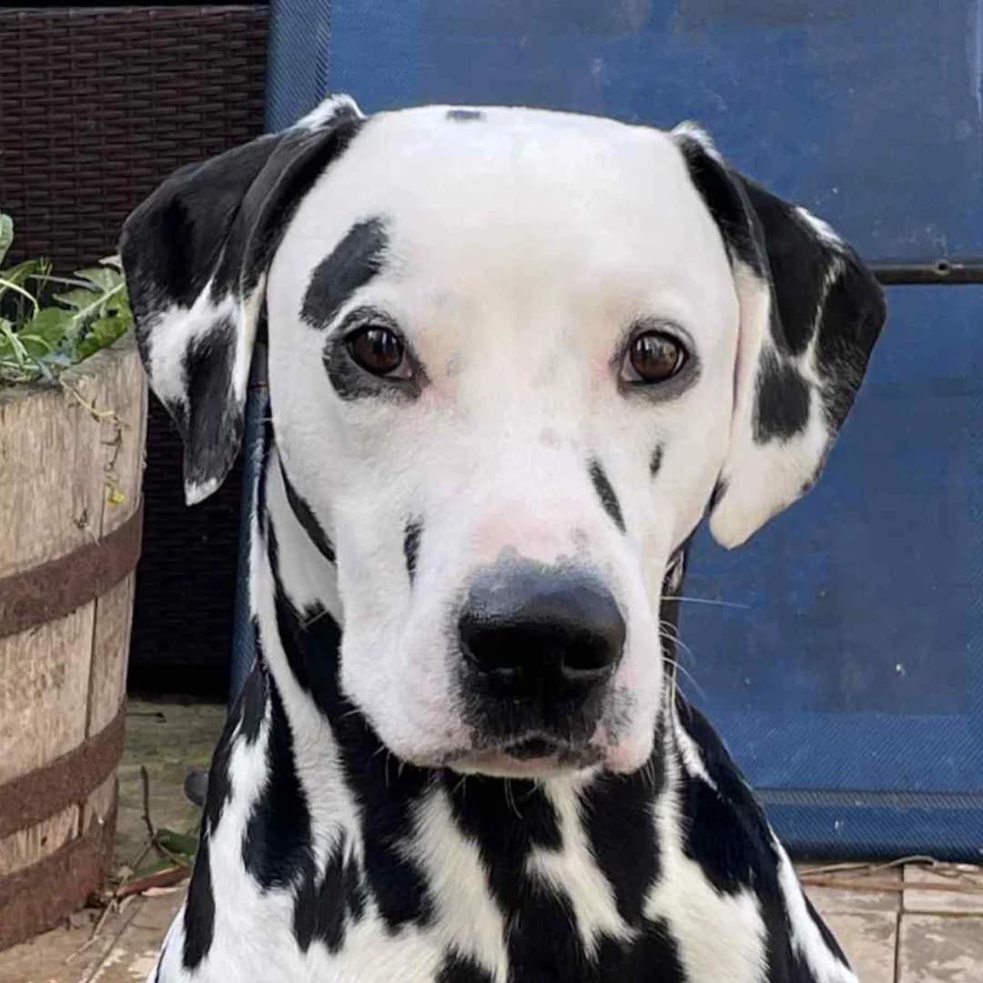 Harvey, 5yo Dalmatian for adoption at British Dalmatian Welfare, Studley