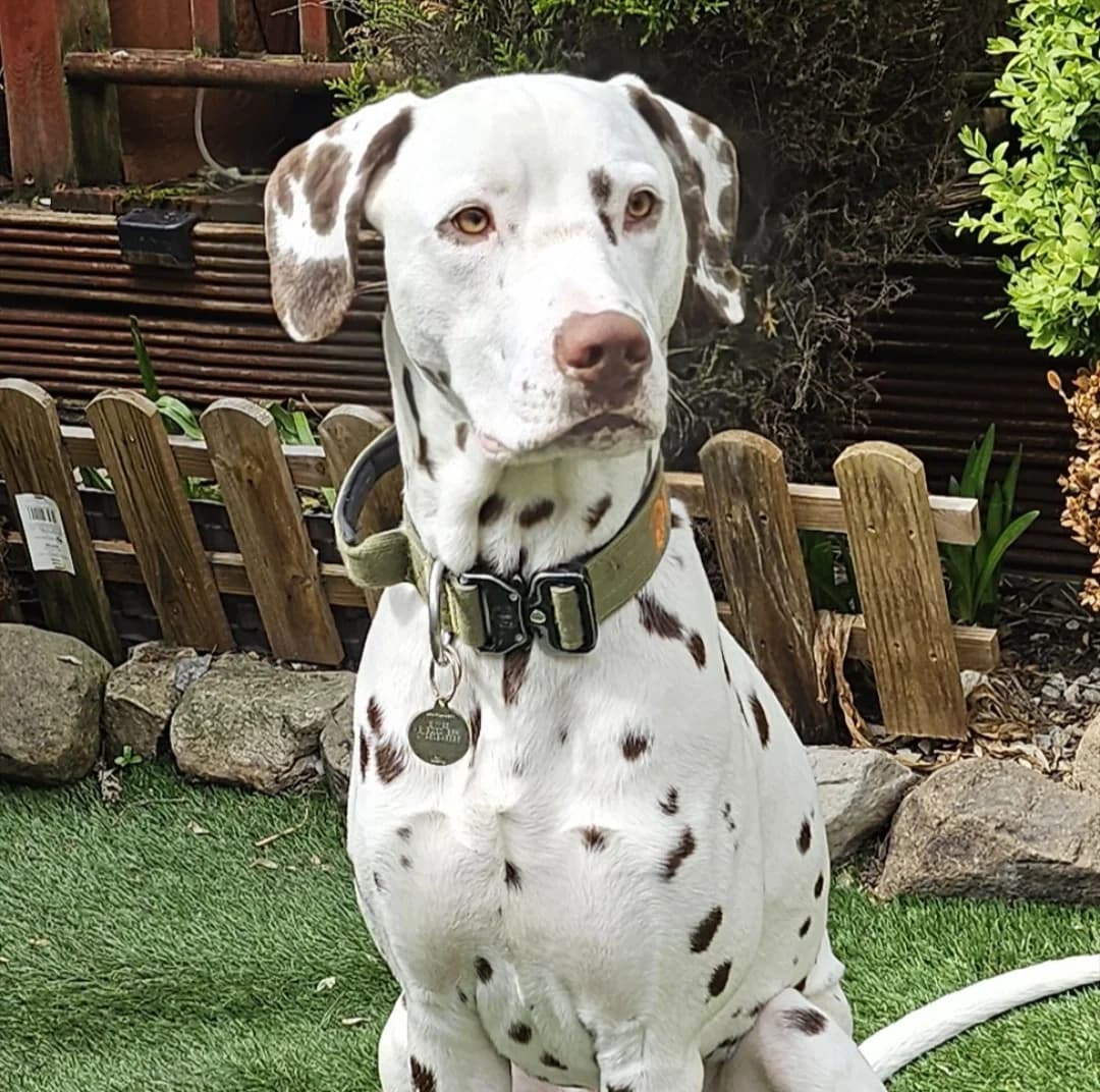 Indie, Liver spotted male puppy Dalmatian for adoption at British Dalmatian Welfare, Studley