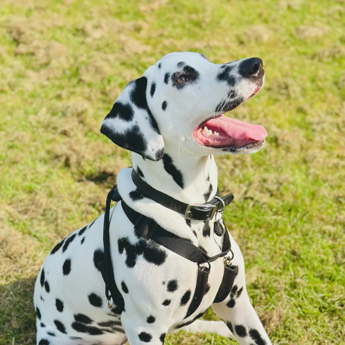 Indie, 3yo Dalmatian for adoption at British Dalmatian Welfare, Studley
