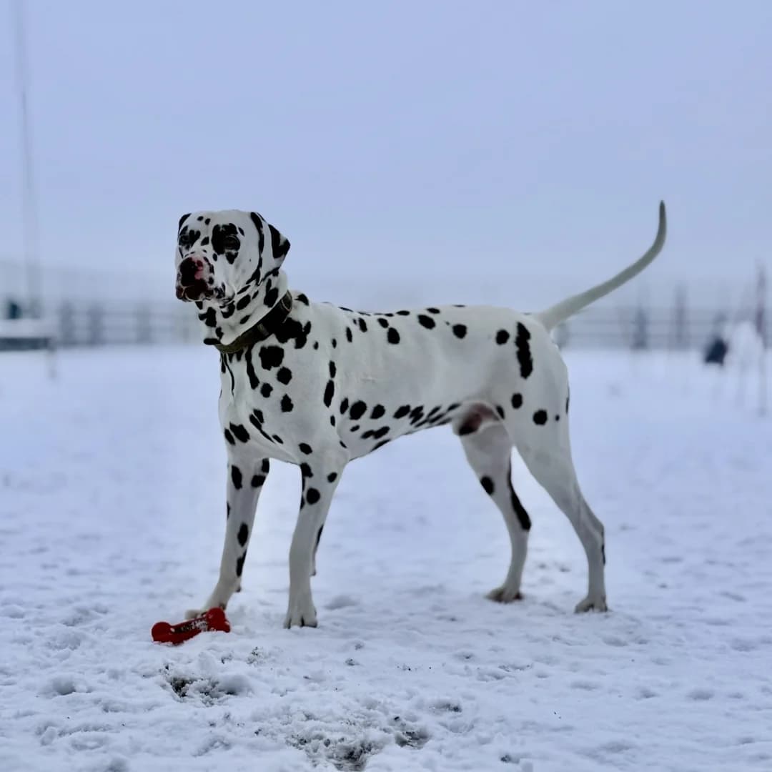 Jynx, Dalmatian for adoption at British Dalmatian Welfare, Studley