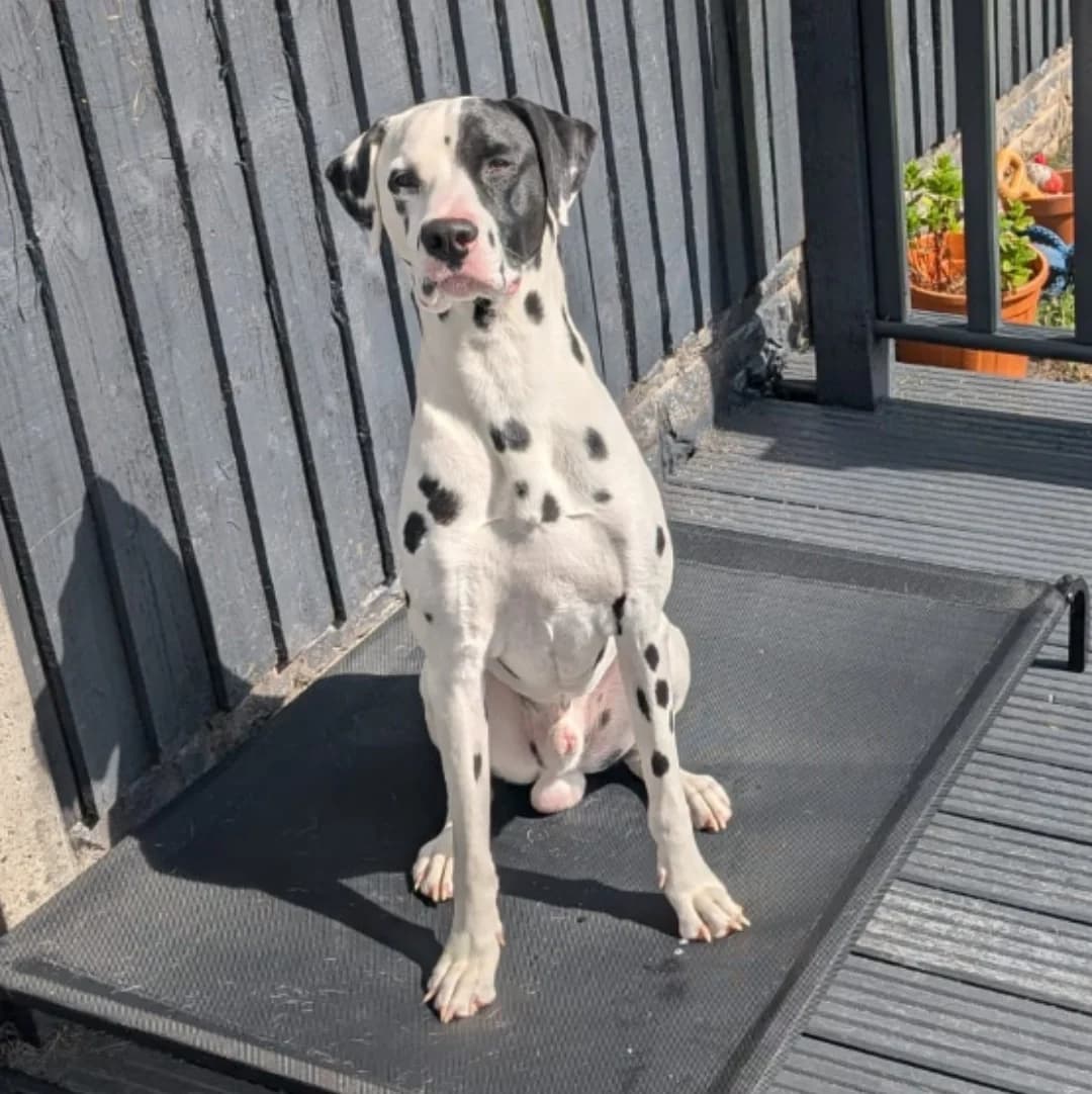 Kai, 5yo Dalmatian for adoption at British Dalmatian Welfare, Studley